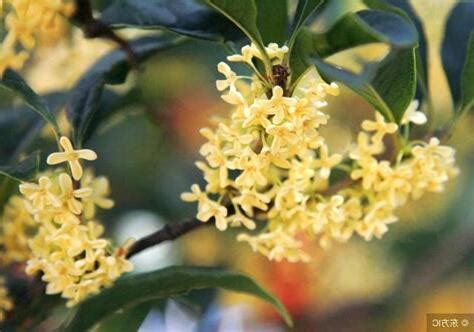 門口可以種桂花嗎|桂花樹的風水禁忌，家裏爲什麼不能種桂花